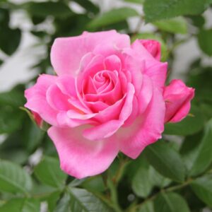 Patio Rose Carefree Days