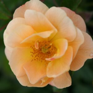 Flower Carpet Amber 3L Flw Carpet