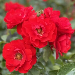 GRANDPA'S ROSE