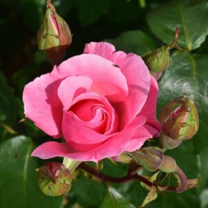 Queen Elizabeth 3L Bush