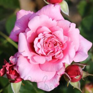 TIMELESS PINK
