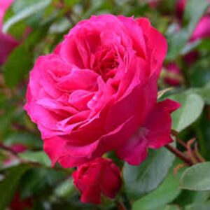 Rose Ivors Rose