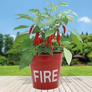 Chilli Metal Fire Planter