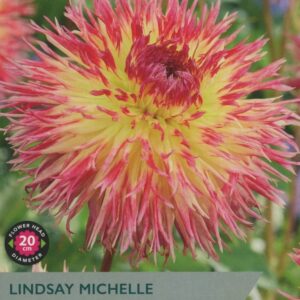 DAHLIA LINDSAY MICHELLE I P/P