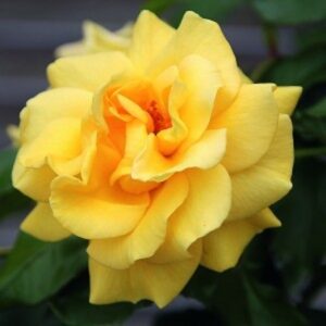 Anne's Rose Pink