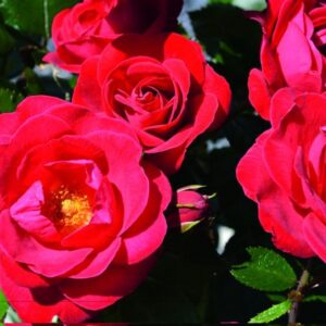 GRANDMA'S ROSE