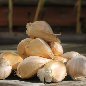 Elephant Garlic